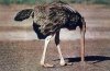 ostrich-313.jpg