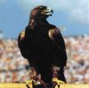 eagle.jpg