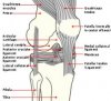 250px-Knee_diagram.svg.jpg