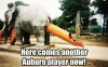 auburnfanbirth.png
