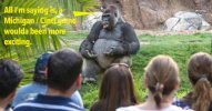 gorilla-talking-to-people.jpeg