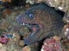 moray.jpg moray.jpg