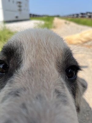 Great Pyrenees.jpeg