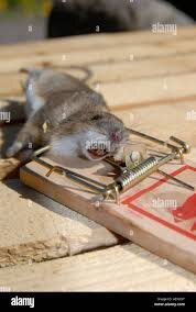 images (2) (25).jpeg