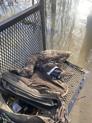 IMG_8242.jpeg IMG_8242.jpeg