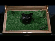 random-panther.gif random-panther.gif
