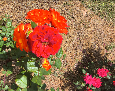 Screenshot 2026-04-13 2.22.56 PM.png