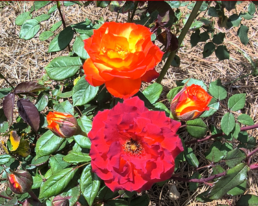 Screenshot 2026-04-13 2.22.40 PM.png