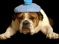 bulldog-with-headache-cleaned-up.jpg