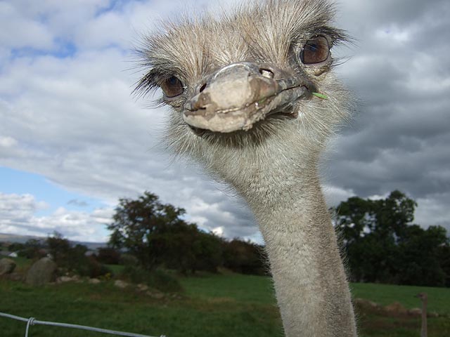 ostrich-dumb-looking-0776.jpg