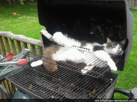 grill-cat.jpg