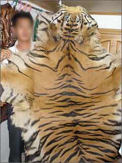 tiger-skin11.jpg