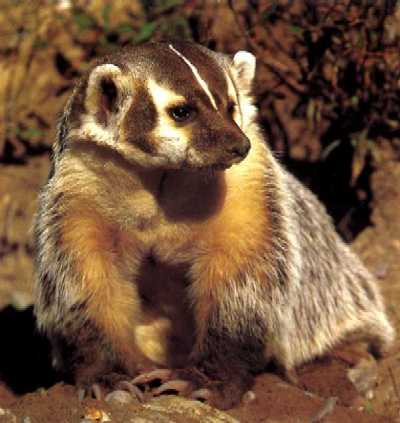 Badger.jpg