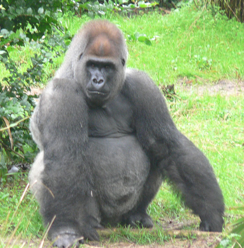 Male_silverback_Gorilla.JPG