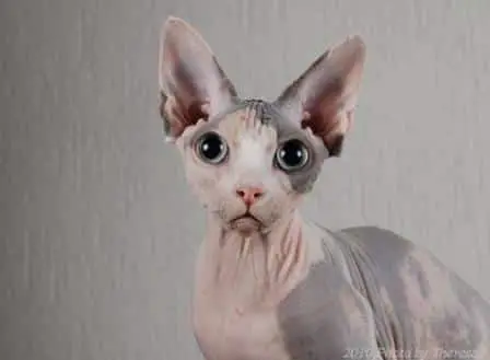 sphynx-cat2.jpg