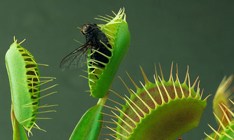 Fly-in-Venus-flytrap-008.jpg